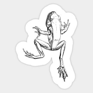 Frog Sticker